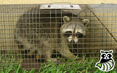 Vermilion Parish trapping